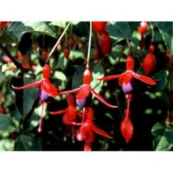 Fuchsia 'Mrs. Popple' Fuchsia Magellanica 'Mrs. Popple' 3,5 Liter Potte -Sirius Butik mi15249 fuchsia mrs popple 9c00