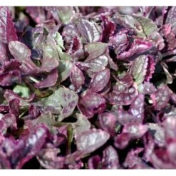 Krybende Læbeløs 'Burgundy Glow' Ajuga Reptans 'Burgundy Glow' 10 Cm. Potte -Sirius Butik mi152 ajuga reptans burgundy glow 7fe5