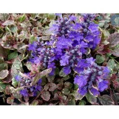 Krybende Læbeløs 'Burgundy Glow' Ajuga Reptans 'Burgundy Glow' 10 Cm. Potte -Sirius Butik mi152 ajuga reptans burgundy glow a07d