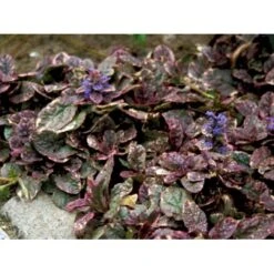Krybende Læbeløs 'Burgundy Glow' Ajuga Reptans 'Burgundy Glow' 10 Cm. Potte -Sirius Butik mi152 ajuga reptans burgundy glow a3a6