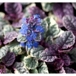 Krybende Læbeløs 'Burgundy Glow' Ajuga Reptans 'Burgundy Glow' 10 Cm. Potte