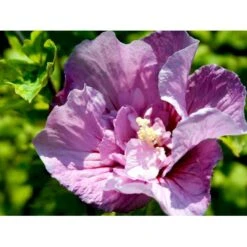 Syrisk Rose 'Lavender Chiffon' (R) Hibiscus Syriacus 'Lavender Chiffon' (r) 5 Liter Potte -Sirius Butik mi15312 hibiscus syriacus lavender chiffon 7038