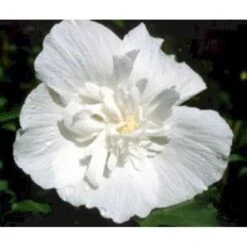 Syrisk Rose 'White Chiffon' (R) Hibiscus Syriacus 'White Chiffon' (r) Potte 6,6 Liter, - 70-80 Cm. -Sirius Butik mi15327 hibiscus syriacus white chiffon 74cc