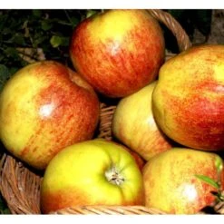 Æble 'Jonagold' Malus X 'Jonagold' Træ Med Sidegrene,- Stammeomkreds 20-25 Cm. Med Klump