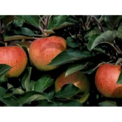 Æble 'Jonagold' Malus X 'Jonagold' Træ Med Sidegrene,- Stammeomkreds 20-25 Cm. Med Klump -Sirius Butik mi1532 malus domestica jonagold 9e85