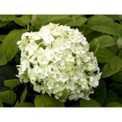 Træagtig Hortensia 'Incrediball'® Hydrangea Arborescens 'Incrediball'® 5 Liter Potte -Sirius Butik mi15333 hydrangea arborescens incrediball r c400