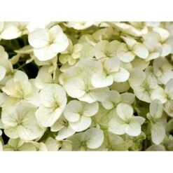 Træagtig Hortensia 'Incrediball'® Hydrangea Arborescens 'Incrediball'® 5 Liter Potte -Sirius Butik mi15333 hydrangea arborescens incrediball r c85d