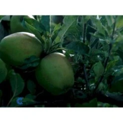 Æble 'Bodil Neergaard' Malus Domestica 'Bodil Neergaard' 4-8 Grene, 150-200 Cm. 10 Liter Potte (A-2) 3 Æble 'Bodil Neergaard' Malus Domestica 'Bodil Neergaard' 4-8 Grene, 150-200 Cm. 10 Liter Potte (A-2) -Sirius Butik mi1540 malus domestica bodil neergaard 2a7b