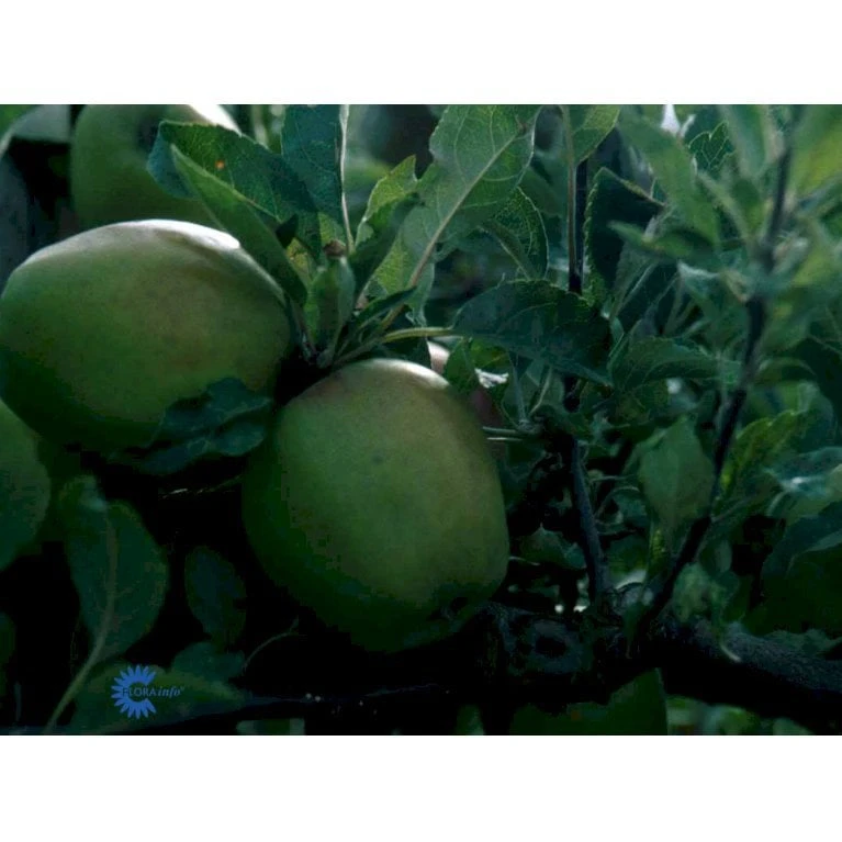 Æble 'Bodil Neergaard' Malus Domestica 'Bodil Neergaard' 4-8 Grene, 150-200 Cm. 10 Liter Potte (A-2) 2 Æble 'Bodil Neergaard' Malus Domestica 'Bodil Neergaard' 4-8 Grene, 150-200 Cm. 10 Liter Potte (A-2) - Billede 2