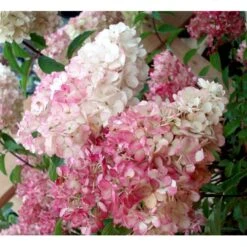 Syrén-Hortensia 'Vanille Fraise' Hydrangea Paniculata 'Vanille Fraise' Opstammet 90 Cm. 7,5 Liter Potte -Sirius Butik mi15446 hydrangea pan vanille fraise r renhy e527