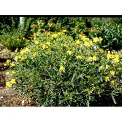 Perikon 'Gemo' Hypericum Erectum 'Gemo' 3,5 Liter Potte, Nordic -Sirius Butik mi15501 hypericum kalmianum gemo b0c8