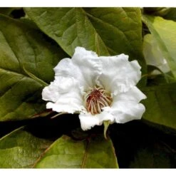 Mispel Mespilus Germanica Solitær Busk 150-200 Cm. - Med Klump -Sirius Butik mi1565 mespilus germanica 1ba6