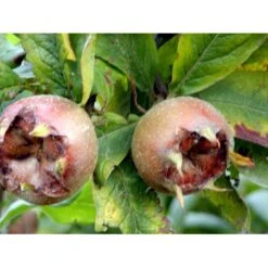 Mispel Mespilus Germanica Solitær Busk 150-200 Cm. - Med Klump -Sirius Butik mi1565 mespilus germanica 47aa