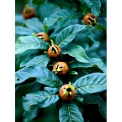 Mispel Mespilus Germanica Solitær Busk 150-200 Cm. - Med Klump -Sirius Butik mi1565 mespilus germanica cec4