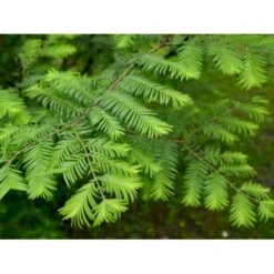 Vandgran Metasequoia Glyptostroboides Heister 175-200 Cm. Med Potte -Sirius Butik mi1566 metasequoia glyptostroboides 7974