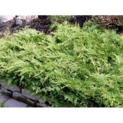 Østsibirisk Enebær Microbiota Decussata Potte 2,0 Liter,- 25-30 Cm. -Sirius Butik mi1570 microbiota decussata 7936