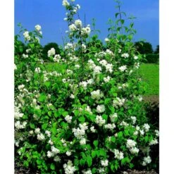 Uægte Jasmin 'Schneesturm' Philadelphus Virginalis 'Schneesturm' Med Klump,- 150-175 Cm. -Sirius Butik mi15797 philadelphus virgina schneesturm 767a