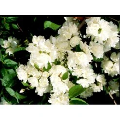 Uægte Jasmin 'Schneesturm' Philadelphus Virginalis 'Schneesturm' Med Klump,- 150-175 Cm. -Sirius Butik mi15797 philadelphus virgina schneesturm a48f