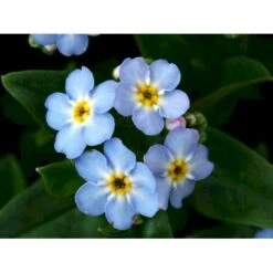 Eng-Forglemmigej 'Nixenauge' Myosotis Palustris 'Nixenauge' 10 Cm. Potte -Sirius Butik mi1587 myosotis palustris nixenauge c9d8