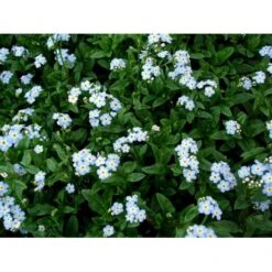Eng-Forglemmigej 'Nixenauge' Myosotis Palustris 'Nixenauge' 10 Cm. Potte -Sirius Butik mi1587 myosotis palustris nixenauge d7b4