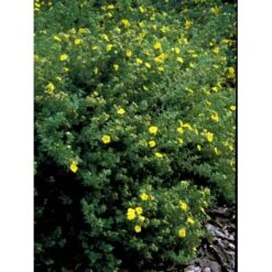 Buskpotentil 'Kobold' Potentilla Fruticosa 'Kobold' Potte 2,0 Liter,- 25-30 Cm. -Sirius Butik mi15906 potentilla fruticosa e767