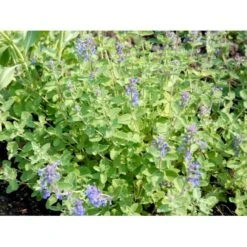 Blåkant 'Mussinii' Nepeta Faassenii 'Mussinii' 1 Liter Potte -Sirius Butik mi1591 nepeta x faassenii 086f