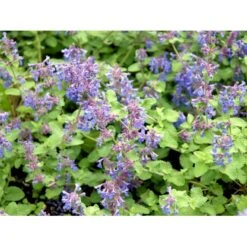 Blåkant 'Mussinii' Nepeta Faassenii 'Mussinii' 1 Liter Potte -Sirius Butik mi1591 nepeta x faassenii 0989