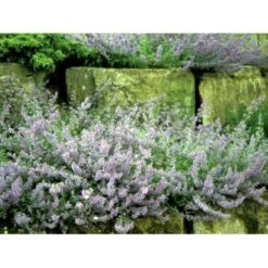 Blåkant 'Mussinii' Nepeta Faassenii 'Mussinii' 1 Liter Potte -Sirius Butik mi1591 nepeta x faassenii 5bb8