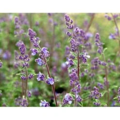 Blåkant 'Mussinii' Nepeta Faassenii 'Mussinii' 1 Liter Potte -Sirius Butik mi1591 nepeta x faassenii 5ddb