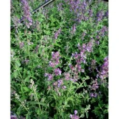Blåkant 'Mussinii' Nepeta Faassenii 'Mussinii' 1 Liter Potte -Sirius Butik mi1591 nepeta x faassenii afdf