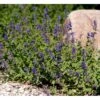Blåkant 'Mussinii' Nepeta Faassenii 'Mussinii' 1 Liter Potte
