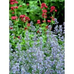 Blåkant 'Six Hill Giant' Nepeta Faassenii 'Six Hill Giant' 10 Cm. Potte -Sirius Butik mi1592 nepeta six hills giant 475b