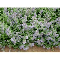 Blåkant 'Six Hill Giant' Nepeta Faassenii 'Six Hill Giant' 10 Cm. Potte -Sirius Butik mi1592 nepeta six hills giant 4bed