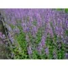 Blåkant 'Six Hill Giant' Nepeta Faassenii 'Six Hill Giant' 10 Cm. Potte
