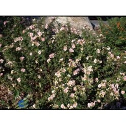 Buskpotentil 'Pink Queen' Potentilla Fruticosa 'Pink Queen' Potte 2,0 Liter,- 25-30 Cm. -Sirius Butik mi15935 potentilla fruticosa pink queen b5e9