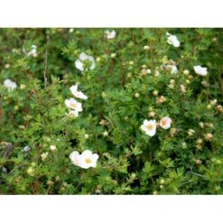 Buskpotentil 'Pink Queen' Potentilla Fruticosa 'Pink Queen' Potte 2,0 Liter,- 25-30 Cm. -Sirius Butik mi15935 potentilla fruticosa pink queen fa78