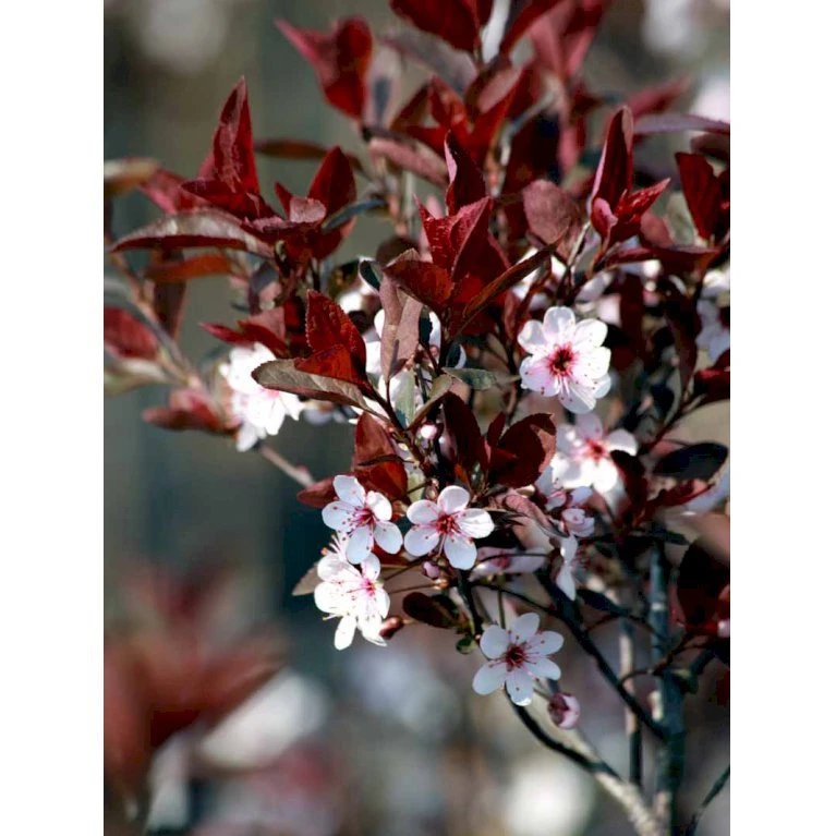 Dværgblodblomme Prunus Cistena Med Klump,- 125-150 Cm. 2 Dværgblodblomme Prunus Cistena Med Klump,- 125-150 Cm. - Billede 2