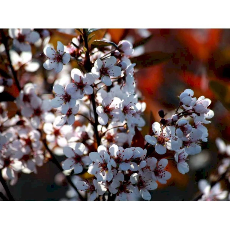 Dværgblodblomme Prunus Cistena Med Klump,- 125-150 Cm. 1 Dværgblodblomme Prunus Cistena Med Klump,- 125-150 Cm.
