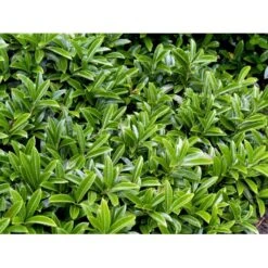 Krybende Kirsebærlaurbær Prunus Laurocerasus 'Mount Vernon' 5 Liter Potte 40-60 Cm 11 Krybende Kirsebærlaurbær Prunus Laurocerasus 'Mount Vernon' 5 Liter Potte 40-60 Cm -Sirius Butik mi15976 prunus laurocerasus lucitanica 709b