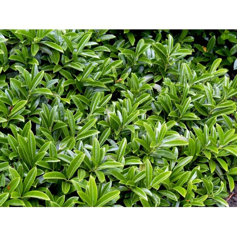 Krybende Kirsebærlaurbær Prunus Laurocerasus 'Mount Vernon' 5 Liter Potte 40-60 Cm 3 Krybende Kirsebærlaurbær Prunus Laurocerasus 'Mount Vernon' 5 Liter Potte 40-60 Cm - Billede 3