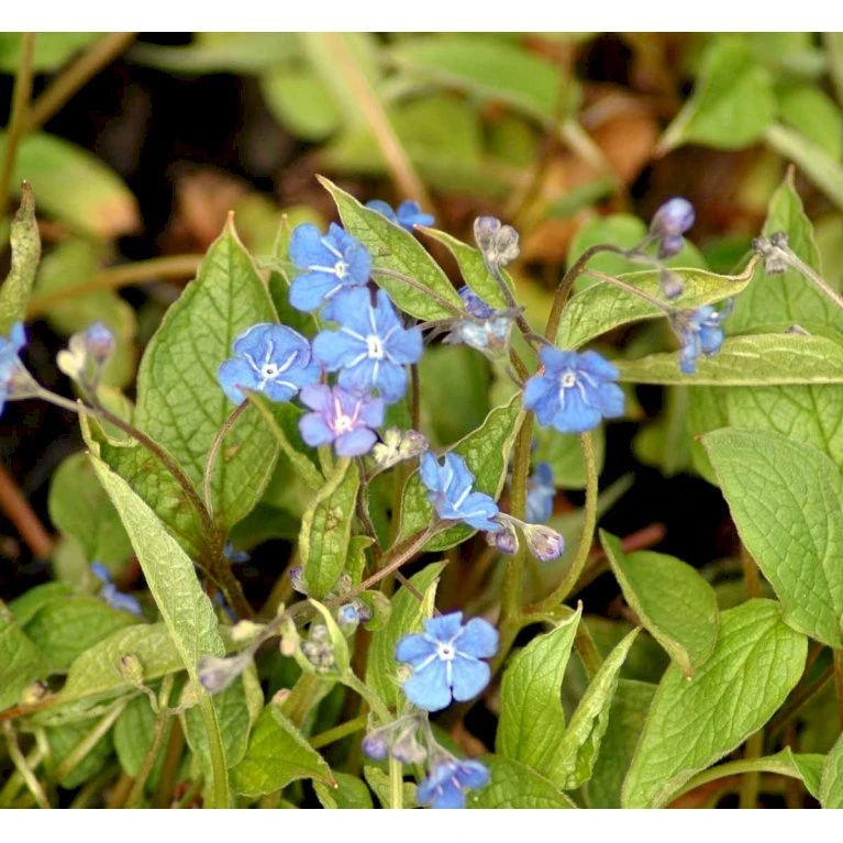 Vårkærminde Omphalodes Verna 10 Cm. Potte 3 Vårkærminde Omphalodes Verna 10 Cm. Potte - Billede 3