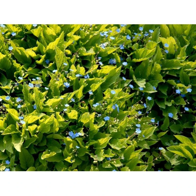 Vårkærminde Omphalodes Verna 10 Cm. Potte 7 Vårkærminde Omphalodes Verna 10 Cm. Potte - Billede 7