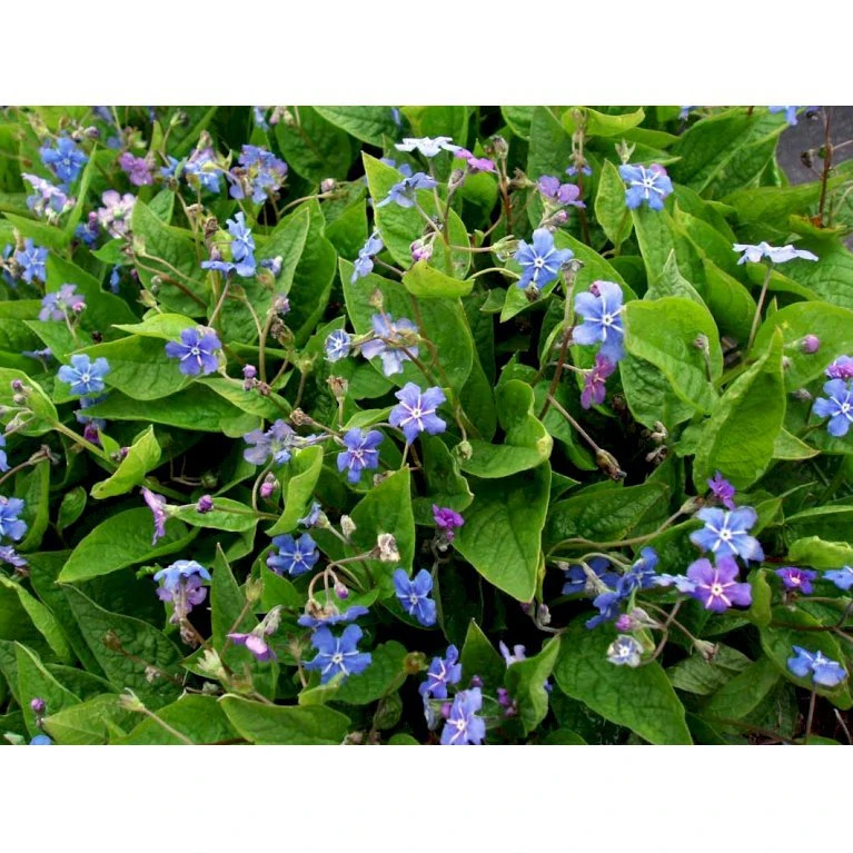 Vårkærminde Omphalodes Verna 10 Cm. Potte 6 Vårkærminde Omphalodes Verna 10 Cm. Potte - Billede 6
