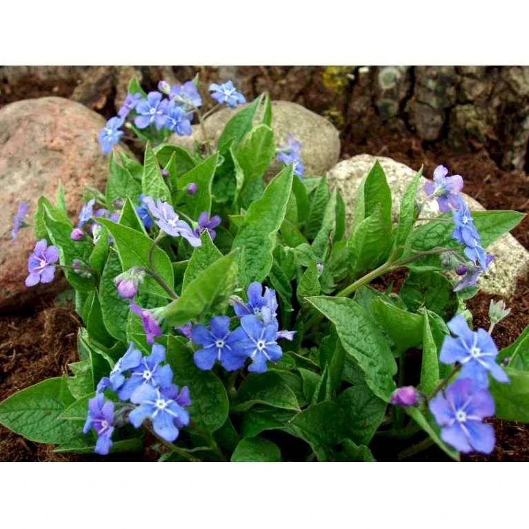 Vårkærminde Omphalodes Verna 10 Cm. Potte 5 Vårkærminde Omphalodes Verna 10 Cm. Potte - Billede 5