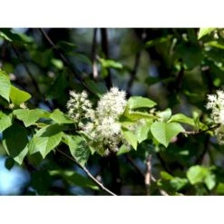Mandshurisk Kirsebær Prunus Maackii Solitær Busk 150-200 Cm. - Med Klump