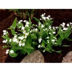 Vårkærminde 'Alba' Omphalodes Verna 'Alba' 10 Cm. Potte -Sirius Butik mi1598 omphalodes verna alba 6153