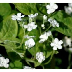 Vårkærminde 'Alba' Omphalodes Verna 'Alba' 10 Cm. Potte -Sirius Butik mi1598 omphalodes verna alba 814f