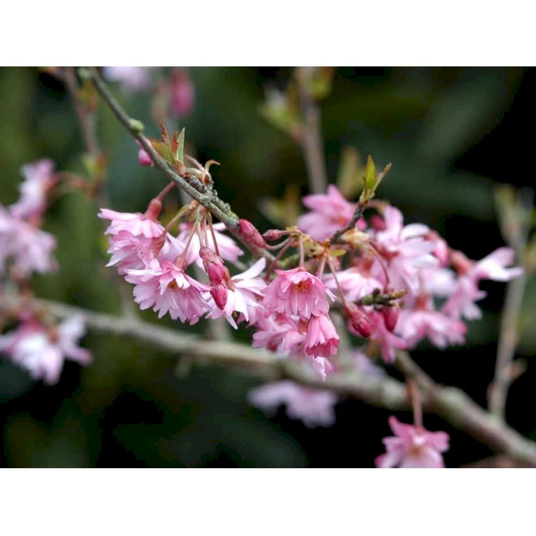 Prydkirsebær 'Fukubana' Prunus 'Fukubana' Solitær Busk 150-200 Cm. - Med Klump 3 Prydkirsebær 'Fukubana' Prunus 'Fukubana' Solitær Busk 150-200 Cm. - Med Klump - Billede 3