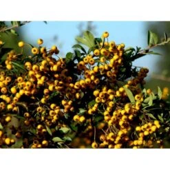 Ildtorn 'Soleil D'Or' Pyracantha Coccinea 'soleil D'Or' 3,5 Liter Potte -Sirius Butik mi16032 pyracantha soleil d or 8eba