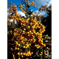 Ildtorn 'Soleil D'Or' Pyracantha Coccinea 'soleil D'Or' 3,5 Liter Potte -Sirius Butik mi16032 pyracantha soleil d or e034